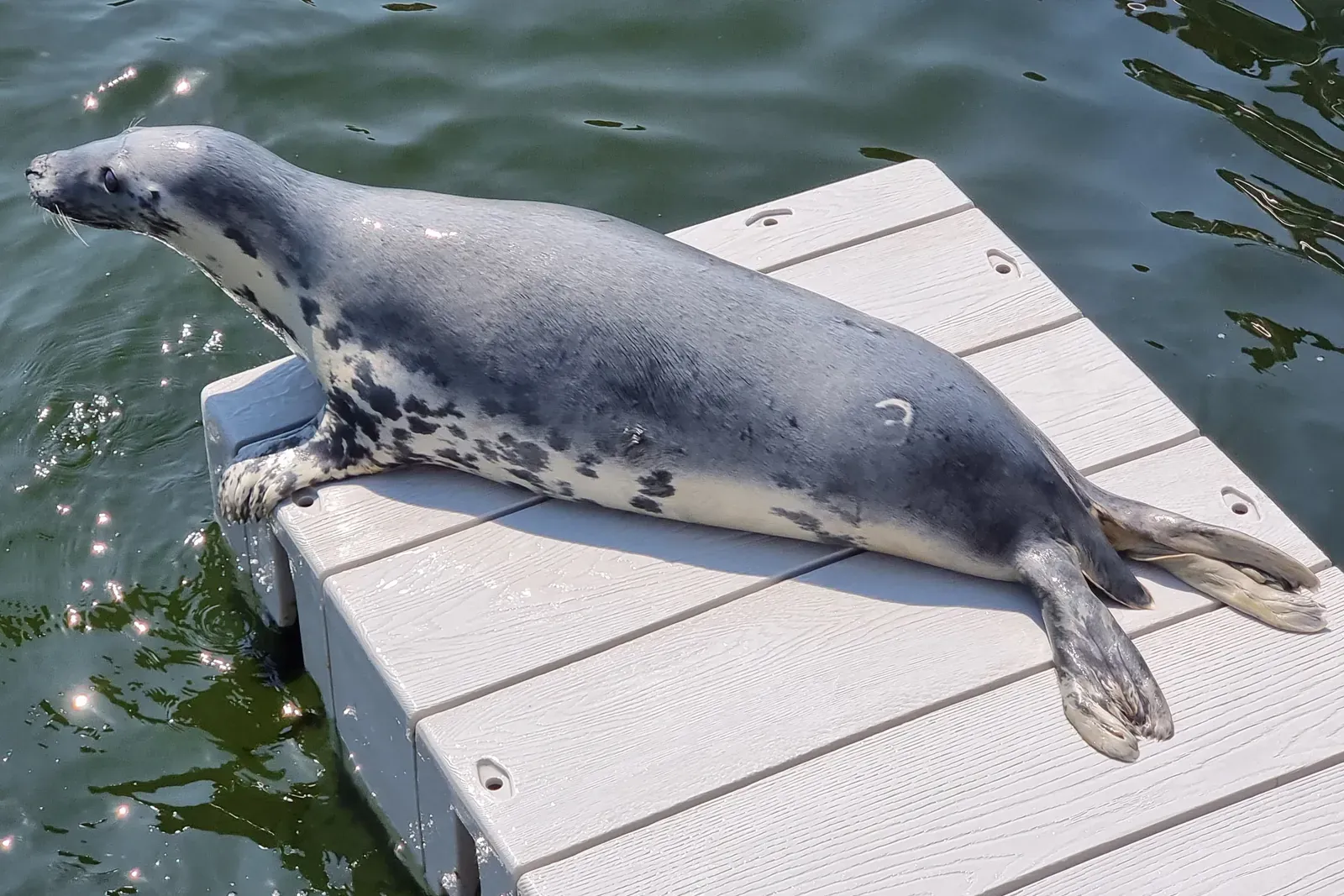 Foka szara wygrzewa się na jasnym pomoście nad wodą w fokarium w Helu