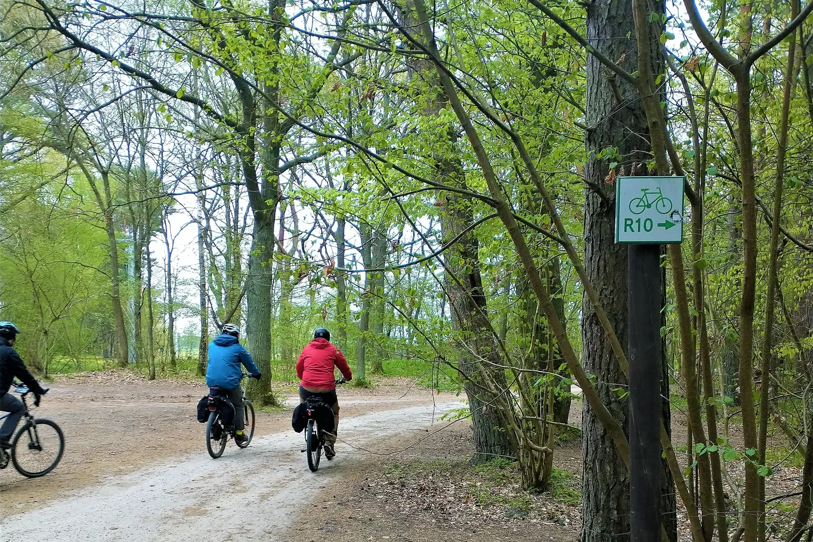 Rowerzyści na leśnym odcinku szlaku rowerowego R10 w Dębkach, przy drodze zielona tabliczka R10